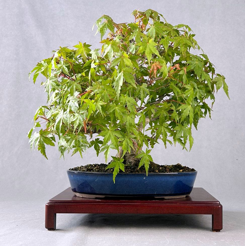 ARCE PALMATUM YAMAMOMIGI - Image 3